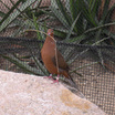 Socorro Dove